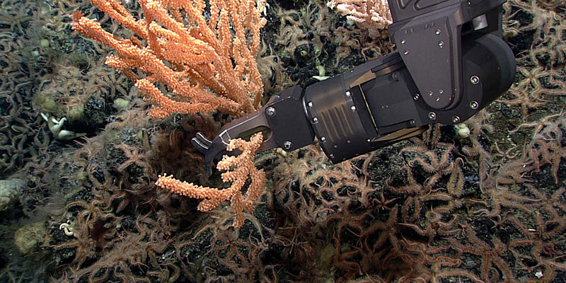 A piece of orange coral on a rock surrounded by brittle stars being collected by the arm of the ROV.