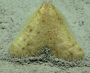 A yellow sea urchin with a peculiar pyramid shape on the seafloor.