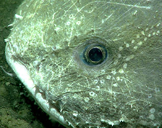 A close-up of a fish (blob sculpin) sitting on the seafloor.