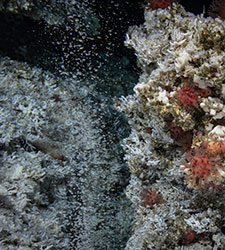 Methane bubbles escaping a cold seep among sponges, corals, anemones, and more.