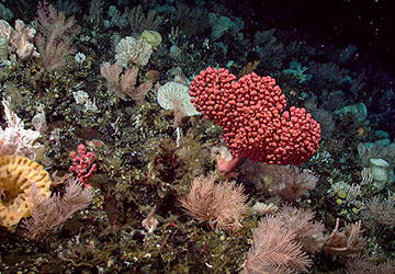 An abundant and colorful coral and sponge community.