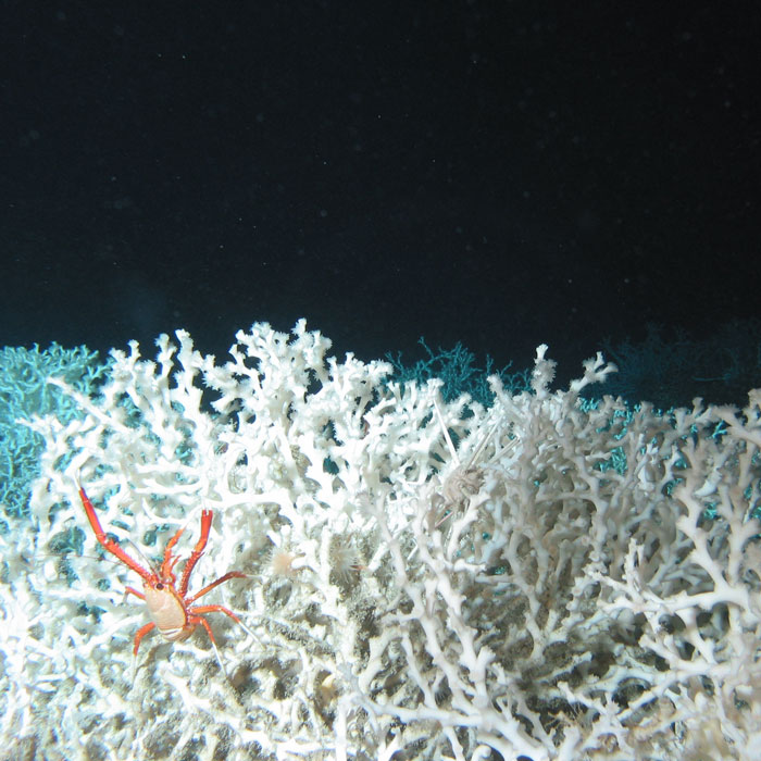 Deep-Sea Coral Gardens