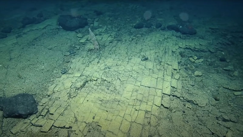 An image of what looks like a yellow brick road while diving on the Liliʻuokalani Ridge within Papahānaumokuakea Marine National Monument