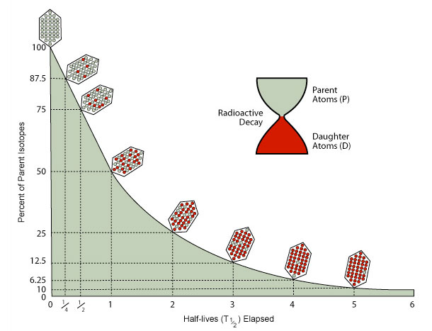 Isotopes decay at an exponential rate that that can be described in terms of half-life. One half-life is the time it takes for ½ of the parent isotopes present in a rock or bone or shell to decay to daughter isotopes. Parent isotopes decay to daughter isotopes at a steady, exponential rate that is constant for each pair.