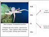 Hydrothermal Vent Food Web