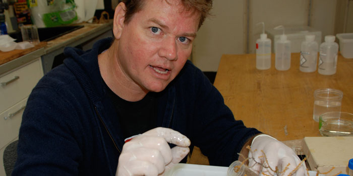 Back at the museum: Dr. Etnoyer identifies deep sea coral by examining preserved coral slices with a microscope for  comparison of the coral's sclerites which are different for each species.