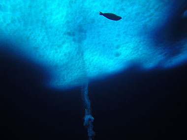 Seal observed under the sea ice.