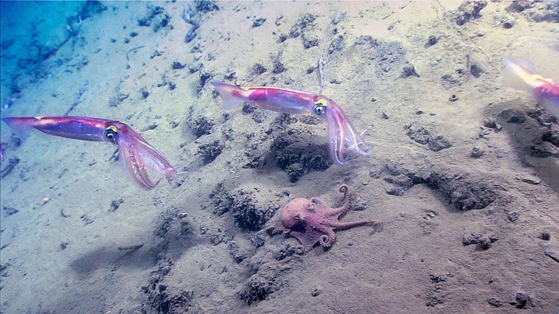 North Carolina Submarine Canyons