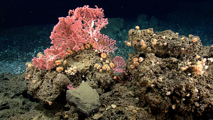 Exploring Carolina Canyons: Submarine Canyons: Discovering Diversity in the Deep