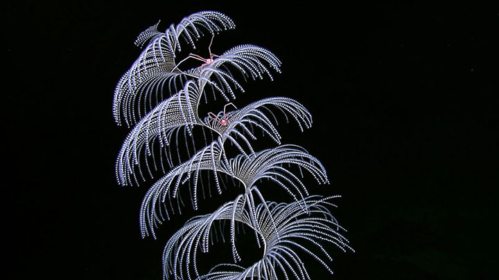 Deep-Sea Corals: What Are They?