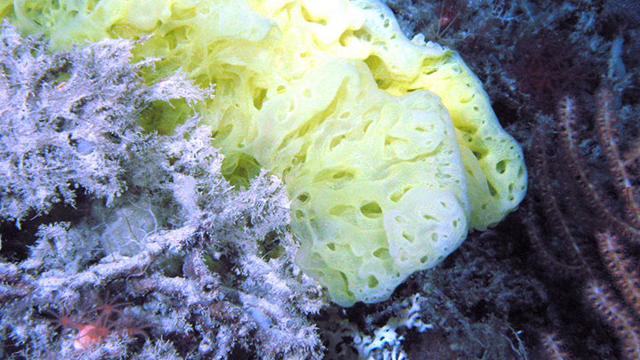 Deep-Sea Corals of the Southeastern United States