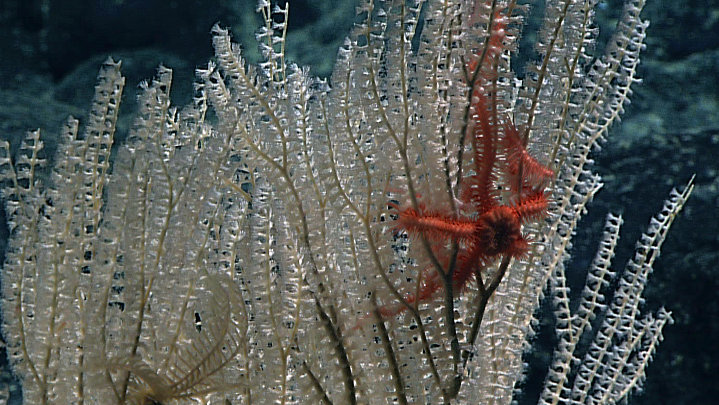 2015 Hohonu Moana: Exploring Deep Waters off Hawaii