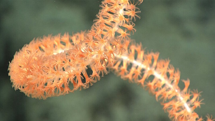 A Lepidisis coral imaged shortly before being collected for further analysis.