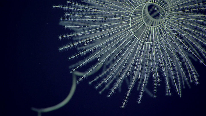 This is a great look at the spiral shape of an Iridogorgia.