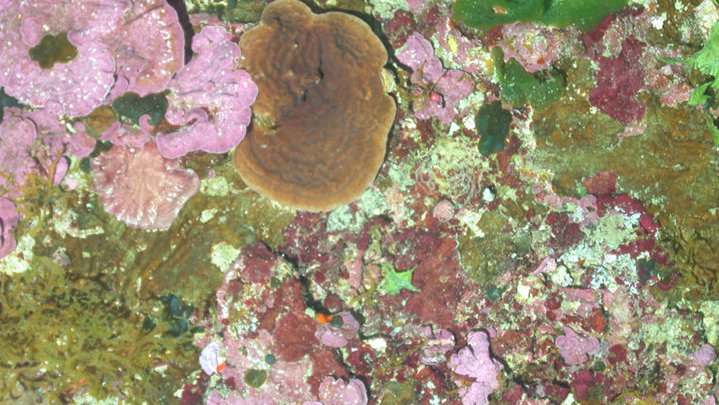 Mesophotic Coral Ecosystems