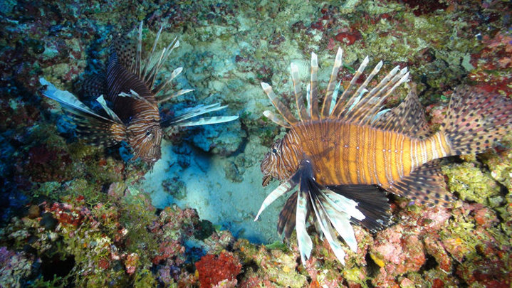 Coral Ecosystem Connectivity 2013: From Pulley Ridge to the Florida Keys