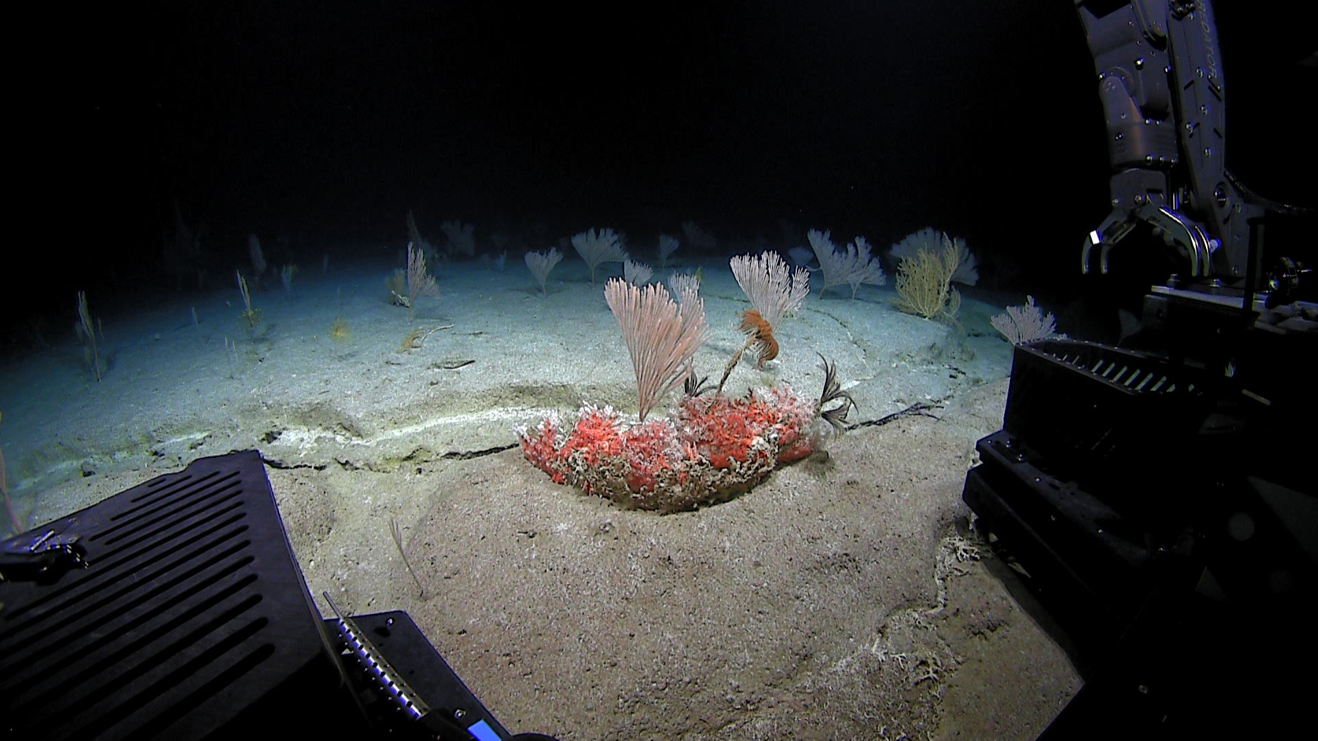 Deep Sea Fauna of the Marianas — Isolated or Connected