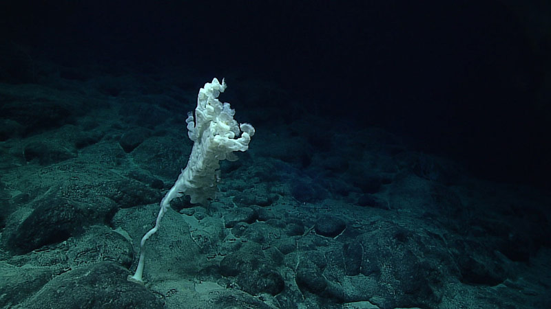 Deepwater Wonders of Wake: Exploring the Pacific Remote Islands Marine National Monument 2016