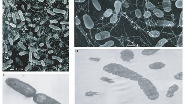 Microbiology