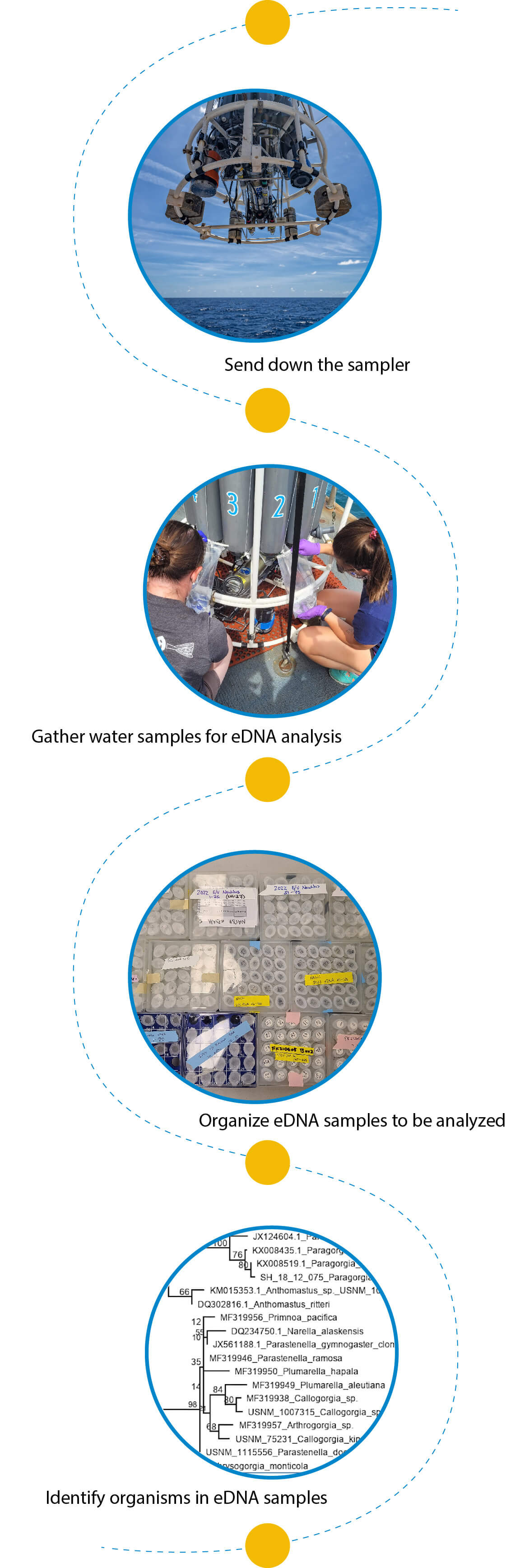 Steps of collecting eDNA samples