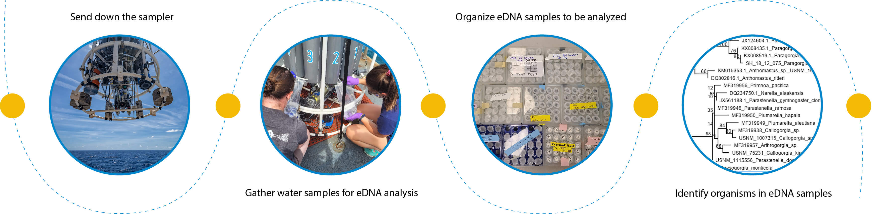 Steps of collecting eDNA samples