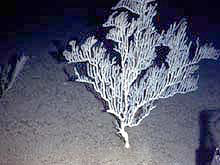 Bamboo coral