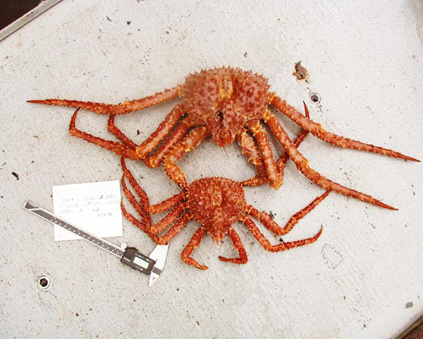 Golden king crabs