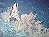 Bamboo coral