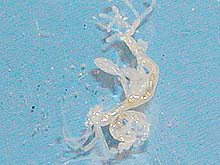 Skeleton shrimp