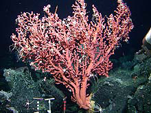 Sea fan