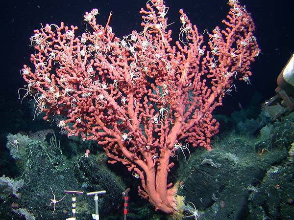 Sea fan