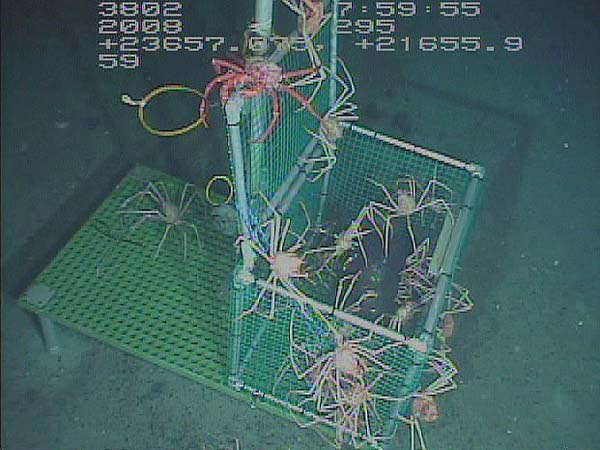 Crab pot with deep sea spider crabs