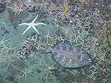 White sea star, yellow crinoids, many brittle stars and a flatfish