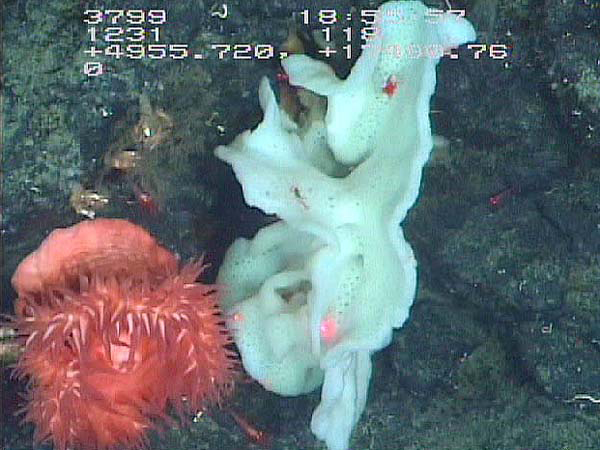 Pink anemone and sponge