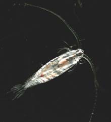 copepod