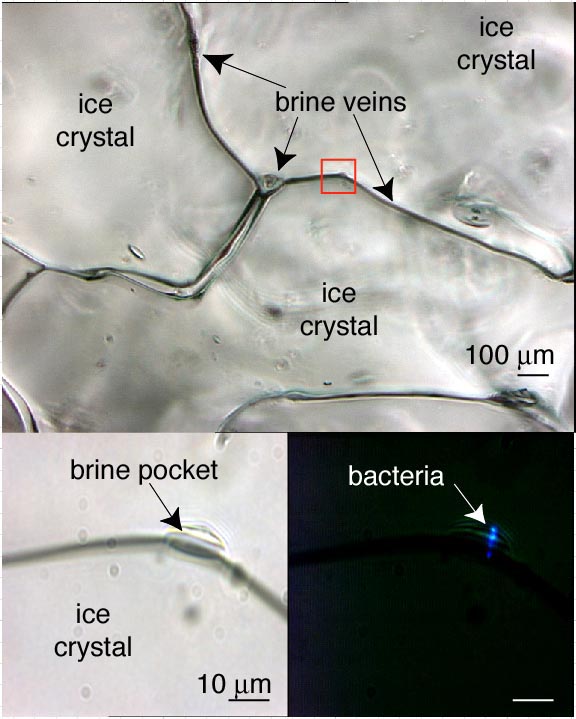 Brine pockets in sea-ice