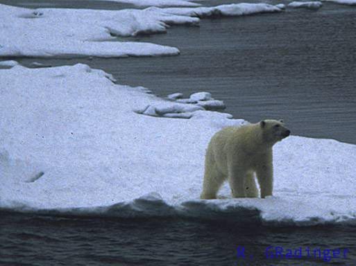 Polar bear on sea ice