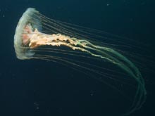 The scyphomedusae Chrysaora melanaster