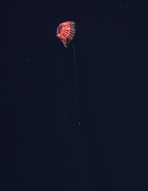 The midwater hydromedusae Atolla tenella