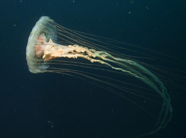 The scyphomedusae Chrysaora melanaster