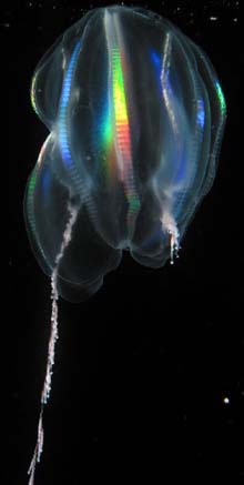 the ctenophore Mertensia ovum