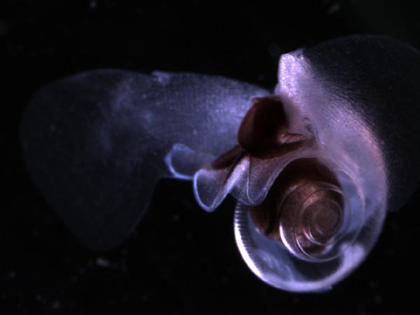 A pelagic pteropod