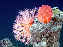 Two anemones atop a chimney