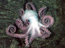 Octopus