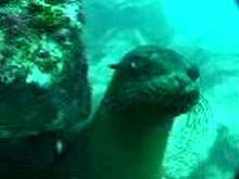 Sealion video