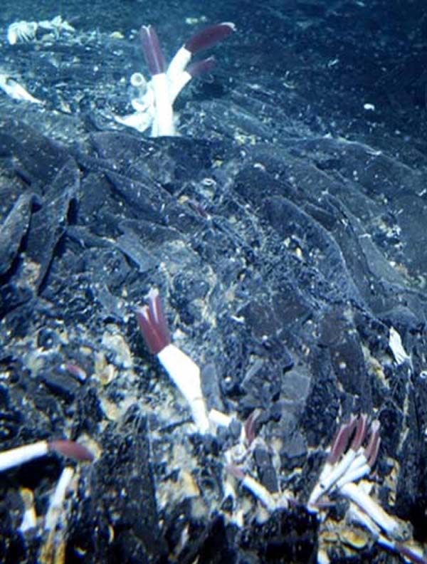 Galapagos Tubeworms