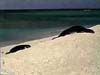 Monk Seal Video