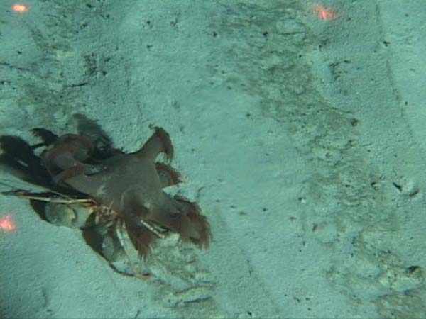 Hermit crab with a sea anemone on its back