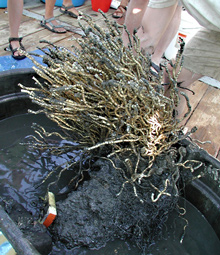 peek below a tubeworm bush shows carbonate rock