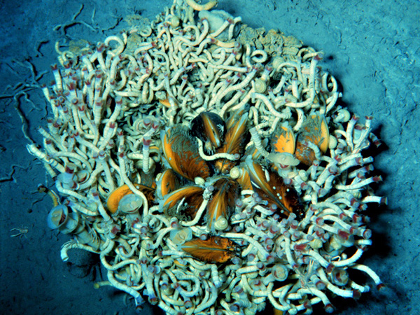 a small bush of tubeworms with endemic mussel colonization